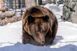 Бурый медведь в Новосибирском зоопарке