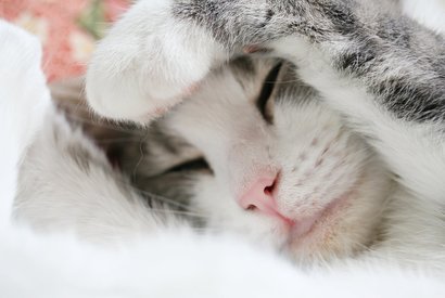 Почему кошки много спят