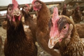 14 ноября было принято готовить блюда из кур