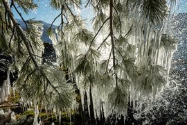 «Ледяные» деревья на Телецком озере
