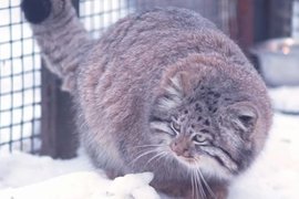 Манул в Новосибирском зоопарке