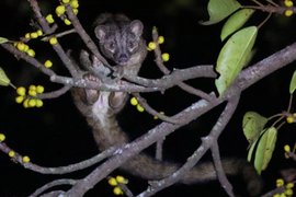 Пальмовая циветта