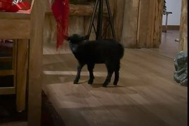 Черный козленок Юлии Вваиловой и Павла Дурова