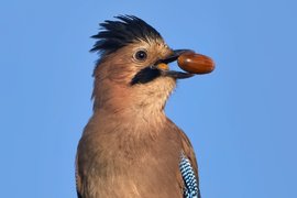 Хорошей приметой 11 декабря считалось увидеть сойку