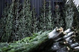 Елочный базар