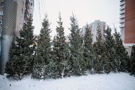 Елочный базар