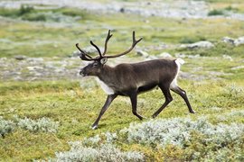 Северный олень