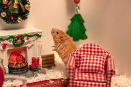 Шерстистая мышь празднует Рождество