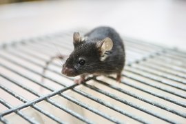 Лабораторная мышь