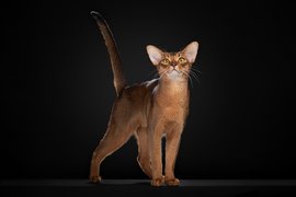 Абиссинец по кличке Дарлен Флер Далмор Блэк