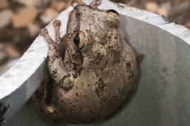 Где лягушки прячутся зимой