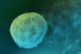 Вирус Нипах