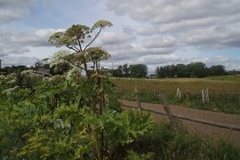 Борщевик Сосновского