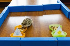 Ежик Потап из зоопарка «Роев ручей» делает прогноз на весну