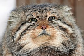 Манул Зеленогорск в Новосибирском зоопарке