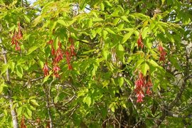 Американский клен