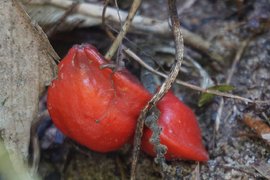 Фрукт катамфе