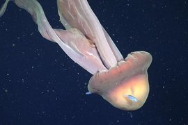 Гиганстская медуза