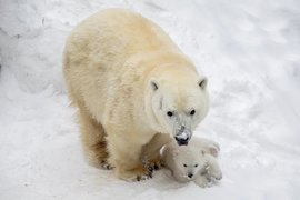 Белая медведица Герда с детенышем в Новосибирском зоопарке