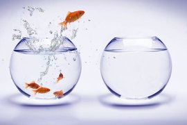 Почему нельзя держать рыбок в круглом аквариуме