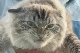 Разъяренный ветром кот стал звездой соцсетей