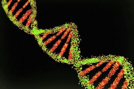 Спираль ДНК