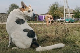 Собака