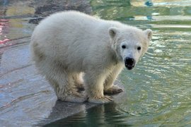 Белый медвежонок Умка в Новосибирском зоопарке имени Р.А. Шило