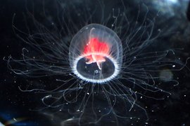 Медуза Turritopsis dohrnii