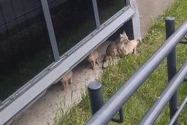 Лиса с лисятами в микрорайоне Чистая Слобода в Новосибирске