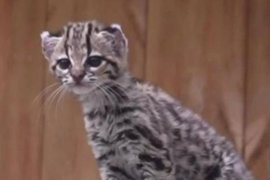 Котенок маргая