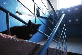 Лестница в подъезде
