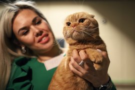 Скоттиш-фолд кошка