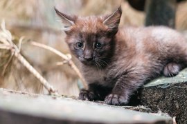 Камышовый котенок в Новосибирском зоопарке имени Р.А. Шило