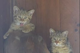 Лесные котята в Новосибирском зоопарке имени Р.А. Шило