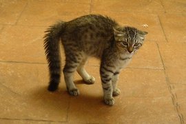 Как можно нечаянно взбесить кошку взглядом