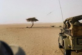 Самое одинокое дерево Земли
